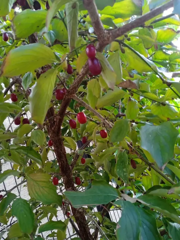 Dereń jadalny owoce w ogrodzie Bulmani